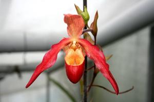 Phragmipedium Living Fire