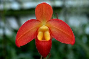 Phragmipedium Don Wimber