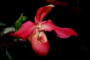 Phragmipedium Allison Strohm