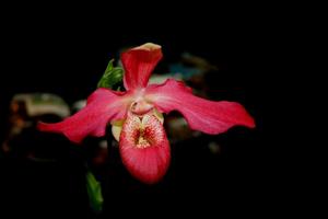 Phragmipedium Allison Strohm