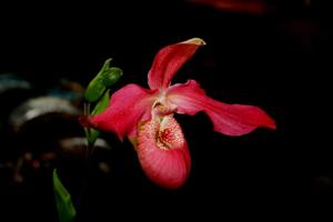 Phragmipedium Allison Strohm