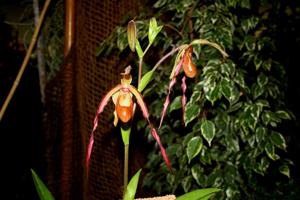 Phragmipedium Wössner Grandurgan