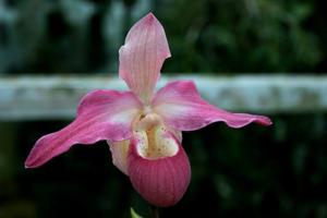 Phragmipedium Suzanne Decker