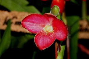 Phragmipedium Elizabeth Castle