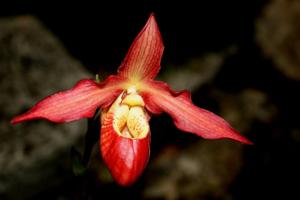 Phragmipedium Olaf Gruss