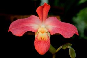 Phragmipedium Peruflora's Cirila Alca