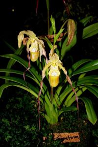 Phragmipedium Giganteum