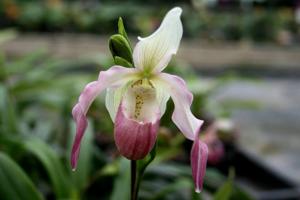 Phragmipedium Sedenii