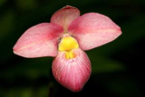 Phragmipedium Hanne Popow