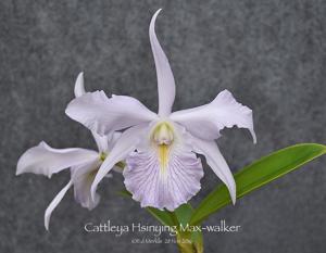 Cattleya Hsinying Max-walker