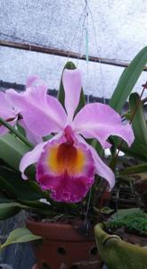 Cattleya hardyana