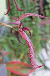 Bulbophyllum Meen Garuda