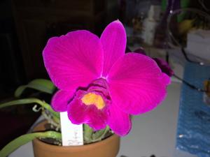 Cattleya Seagulls Crawfish Pie