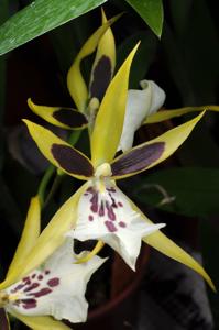 Bratonia Green Goddess