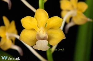 Vandachostylis Michael Dean