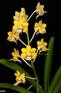 Vandachostylis Michael Dean