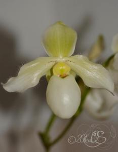 Paphiopedilum Deperle