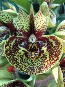 Catasetum Susan Fuchs