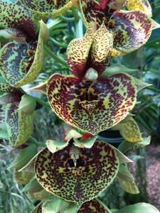 Catasetum Susan Fuchs