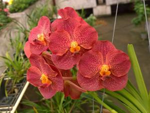 Vanda Red Maroon