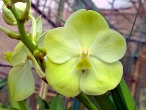 Vanda Jukkich Gold