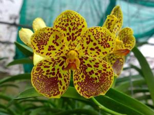 Vanda Brighton's Leopard