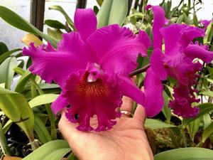 Rhyncholaeliocattleya Norman's Bay