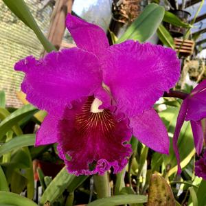 Rhyncholaeliocattleya Norman's Bay