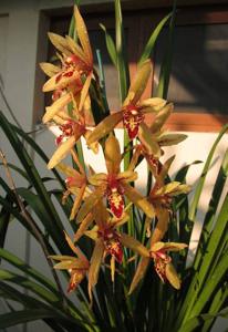 Cymbidium Lilliput