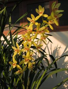 Cymbidium Dutchman's Gold