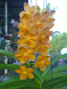Vandachostylis Veeraphol
