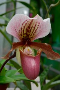 Paphiopedilum Doll's Kobold