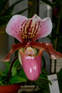 Paphiopedilum Doll's Kobold