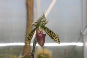 Paphiopedilum Chiara