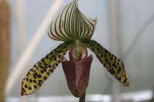 Paphiopedilum Chiara