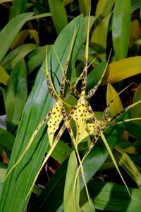 Brassia Rex