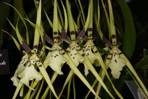 Brassia Rex