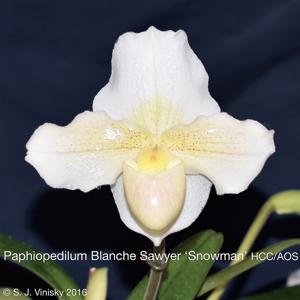 Paphiopedilum Blanche Sawyer