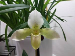 Paphiopedilum Phips