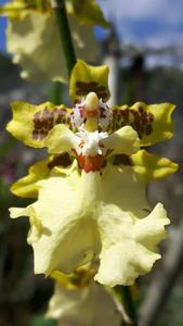 Oncidium Colon