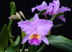 Cattleya Lisa Anne Thompson