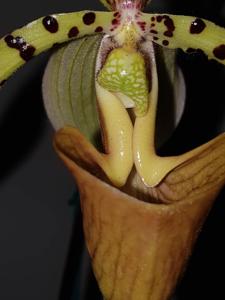 Paphiopedilum Berenice