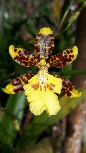 Oncidium Tai