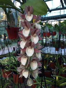 Catasetum Melana Davison