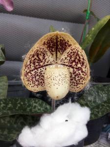 Paphiopedilum Wellesleyanum