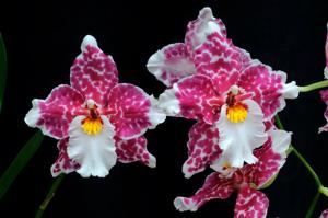 Oncostelopsis Helmut Sang