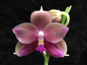 Phalaenopsis Yungho Little Baby