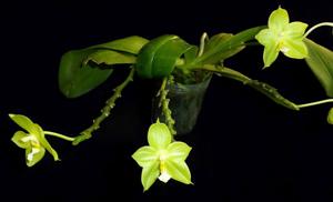 Phalaenopsis KS Evergreen