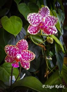 Phalaenopsis Sogo Relex