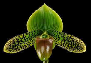 Paphiopedilum French Jewel